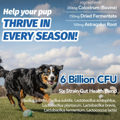 【Probiotic Gum】PAWSITIVE NUTRITION Probiotic Gum | All Dog Allergy and Immune Health - 6100 Million CFU，Gut Health and Cow's Milk colostrum、Dry fermentation、Gastrodia elata - Chicken Flavor，90A soft candy