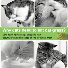 100g Cat Grass Teething Stick For Cat, Natural Dried Cat Grass Treats Snacks For Cats, Edible Cat Chew Toys For Teeth Cleaning And Hairball Removal